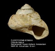 PLEISTOCENE-EEMIAN Gibbula magus
